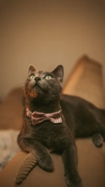 A shot of a grey cat with a bow tie sitting on the sofa