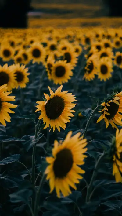 international_flower (1) - Screenshot 1