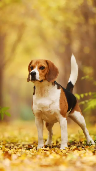 Dogs also need to understand traffic rules 29