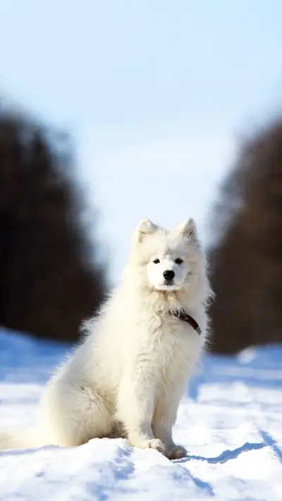 Samoyed puppy in winter