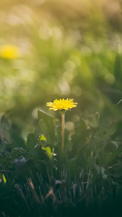 Spring wild vegetable feast - Screenshot 1