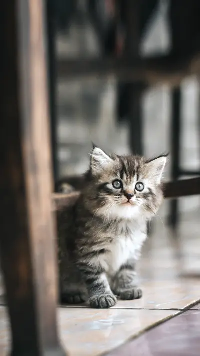 British cats pat with Beautiful eyes