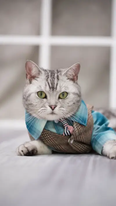 Strange behavior of meow stars 90