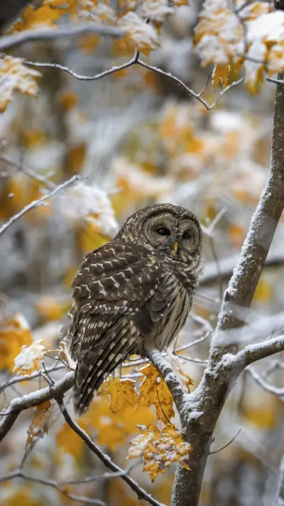 Cute Owl in Tree