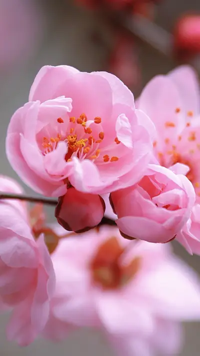 Blooming pink peach blossoms
