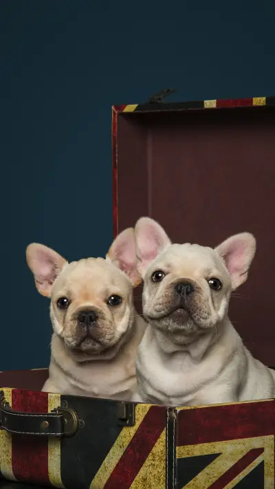 Super difficult dog 69 - Screenshot 1