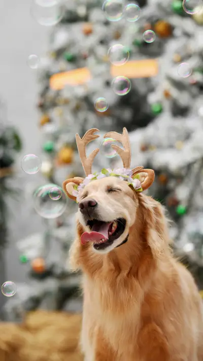 Pet dog that makes people love and hate 0