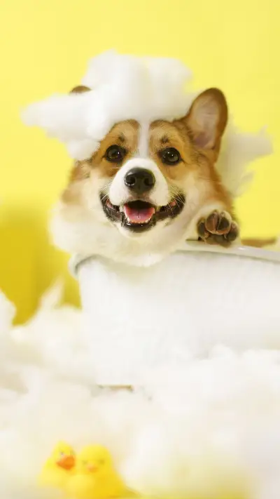 What if the dog smells bad 0