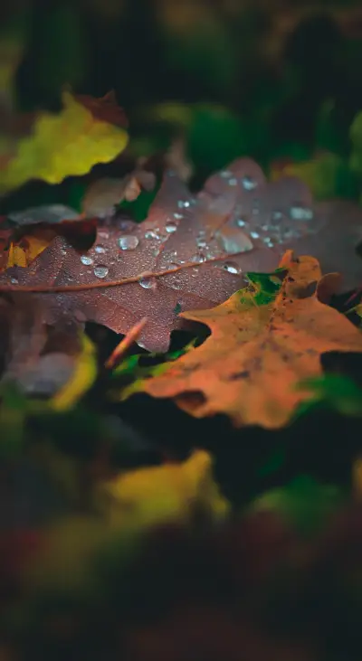 Beautiful Nature B1 (1) - Screenshot 1