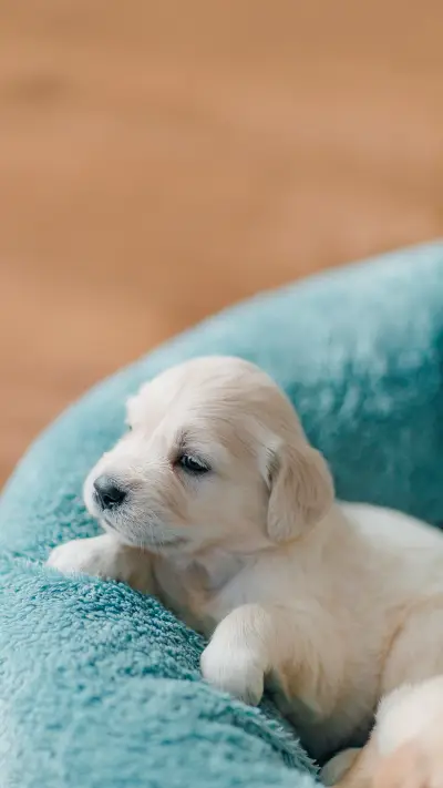 Cute and funny golden retriever puppies explore the world