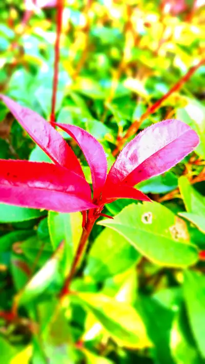 南京农业大学-王稳占-参赛-南京一叶