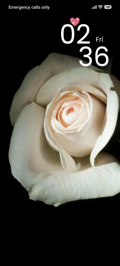 White Rose
