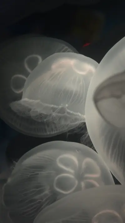 international_animal (9)