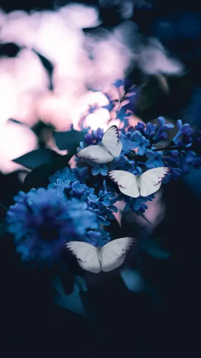 Butterfly (8)