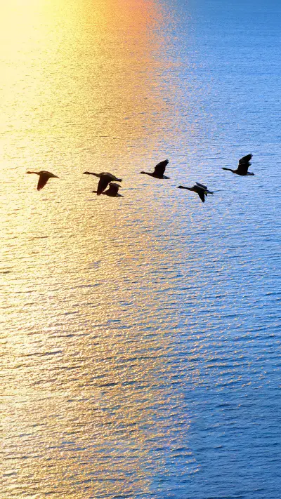 Essential Techniques for Introduction to Bird Photography 6