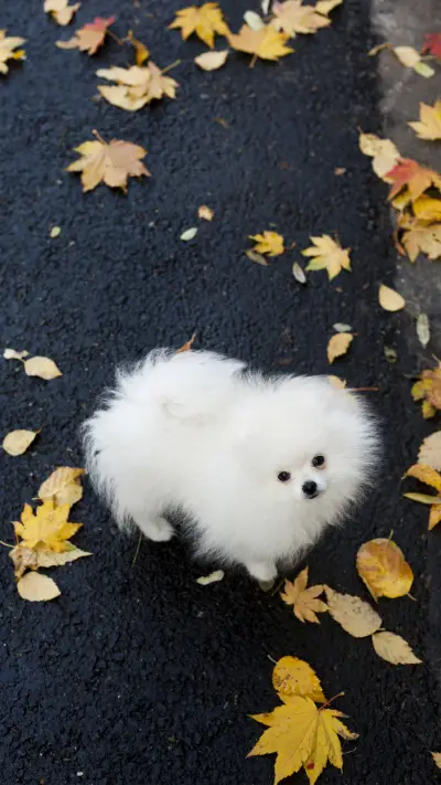 How to recognize dog emotions