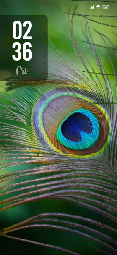 Peacock Feather