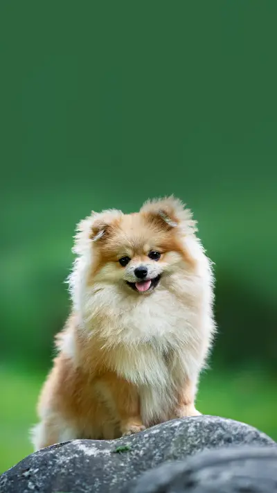 A beautiful Pomeranian spitz sits on a stone in the park