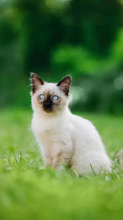 A Siamese Cat Sitting on The Grass