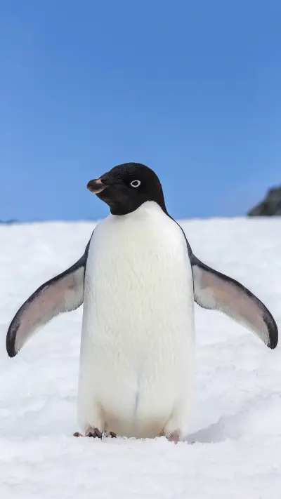 Qq prototype penguin