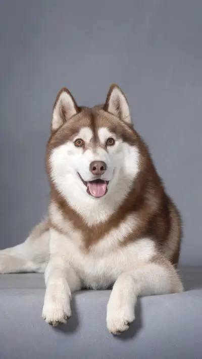 Large dogs suitable for boys 67