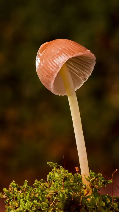 Mushroom (7)