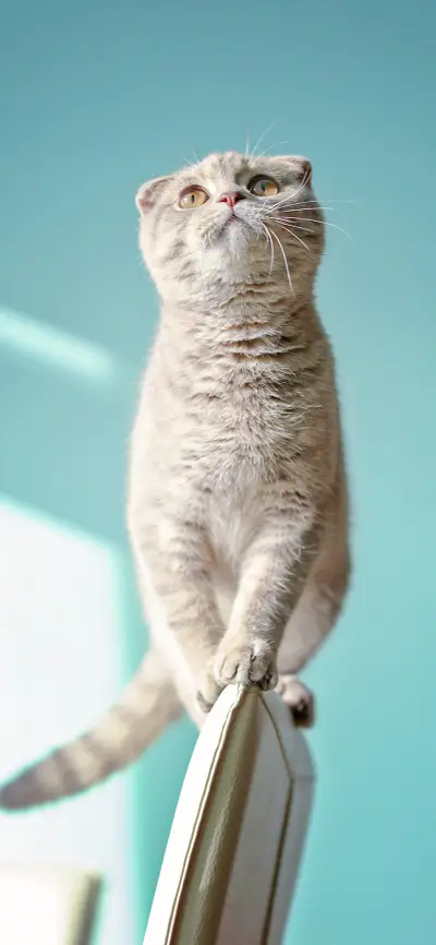 The cutest cats-PAIXIN