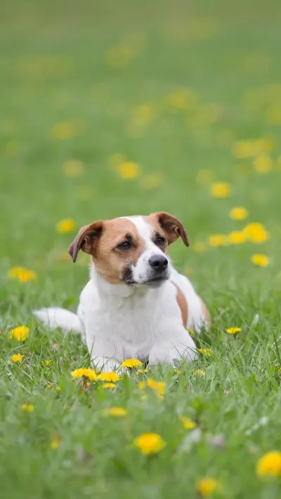 A Dog Laying on the Grass