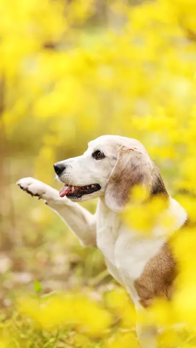 Learning dog body language 58 - Screenshot 1