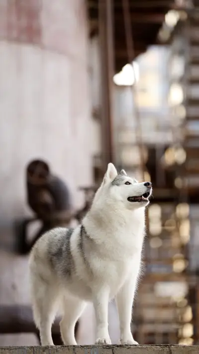 Who is Not Suitable for Husky 3 - Screenshot 1