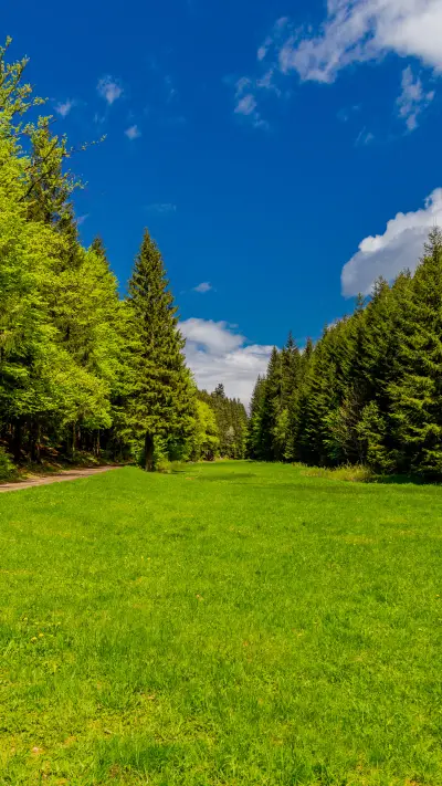 Green eye wallpaper-03