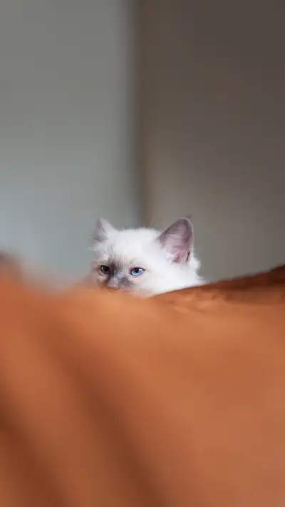 White sacred birman cat lying in bed hiding