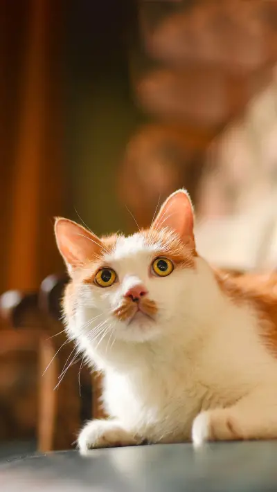 Does your cat go to bed