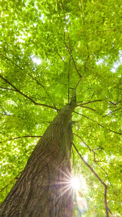 Eye-friendly green forest - Screenshot 1