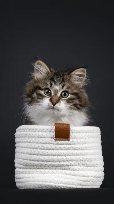 Why do cats like boxes - Screenshot 1