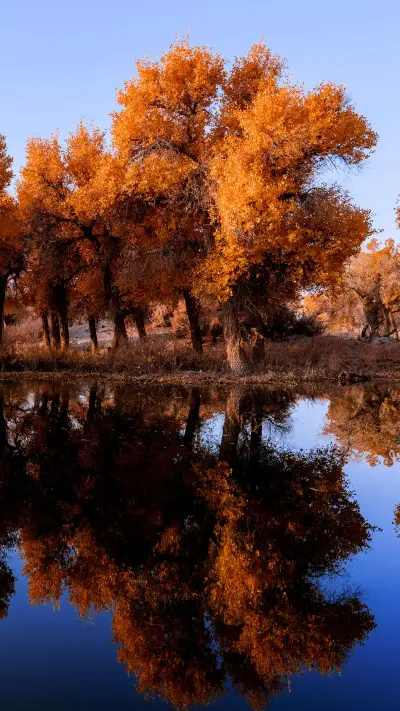 Autumn Populus euphratica forest
