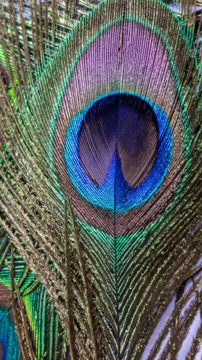 peacock_0011_peacock_0003_图层 12
