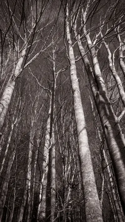 Zhiying secret forest startled clouds
