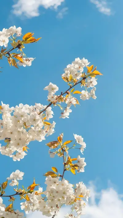 Sky Flowers WALLPAPER for Xiaomi MIUI HyperOS