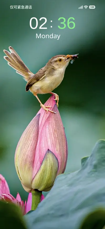 Lotus Haven - Screenshot 1