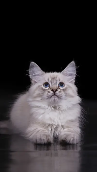 Cat Weight Loss Tips 21