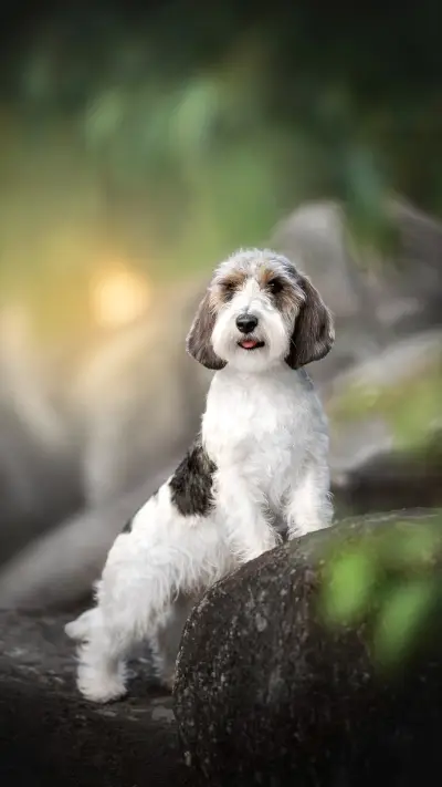 Petit basset griffon vendeen dog posing around big stones - Screenshot 1