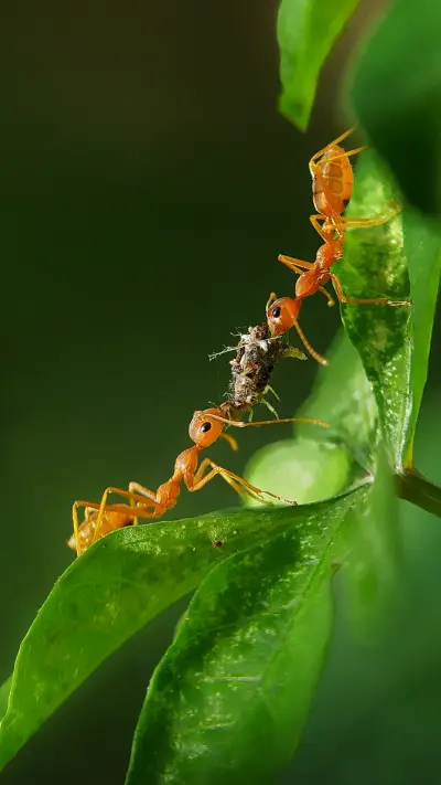 Udaya Kumar (5) - Screenshot 1