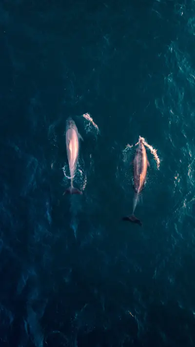 Dolphin (5) - Screenshot 1